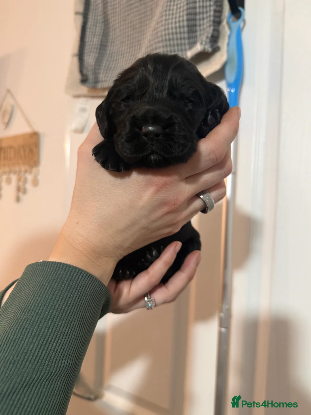 Cocker Spaniel dogs for sale: 3 Cocker Spaniel puppies. AVAILABLE TO VIEW - Advert 32