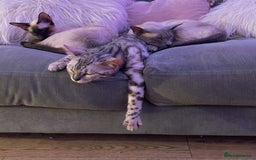 Bengal cats for sale: Beautiful Bengal Kittens - 4 boys, 1 girl - Image 9