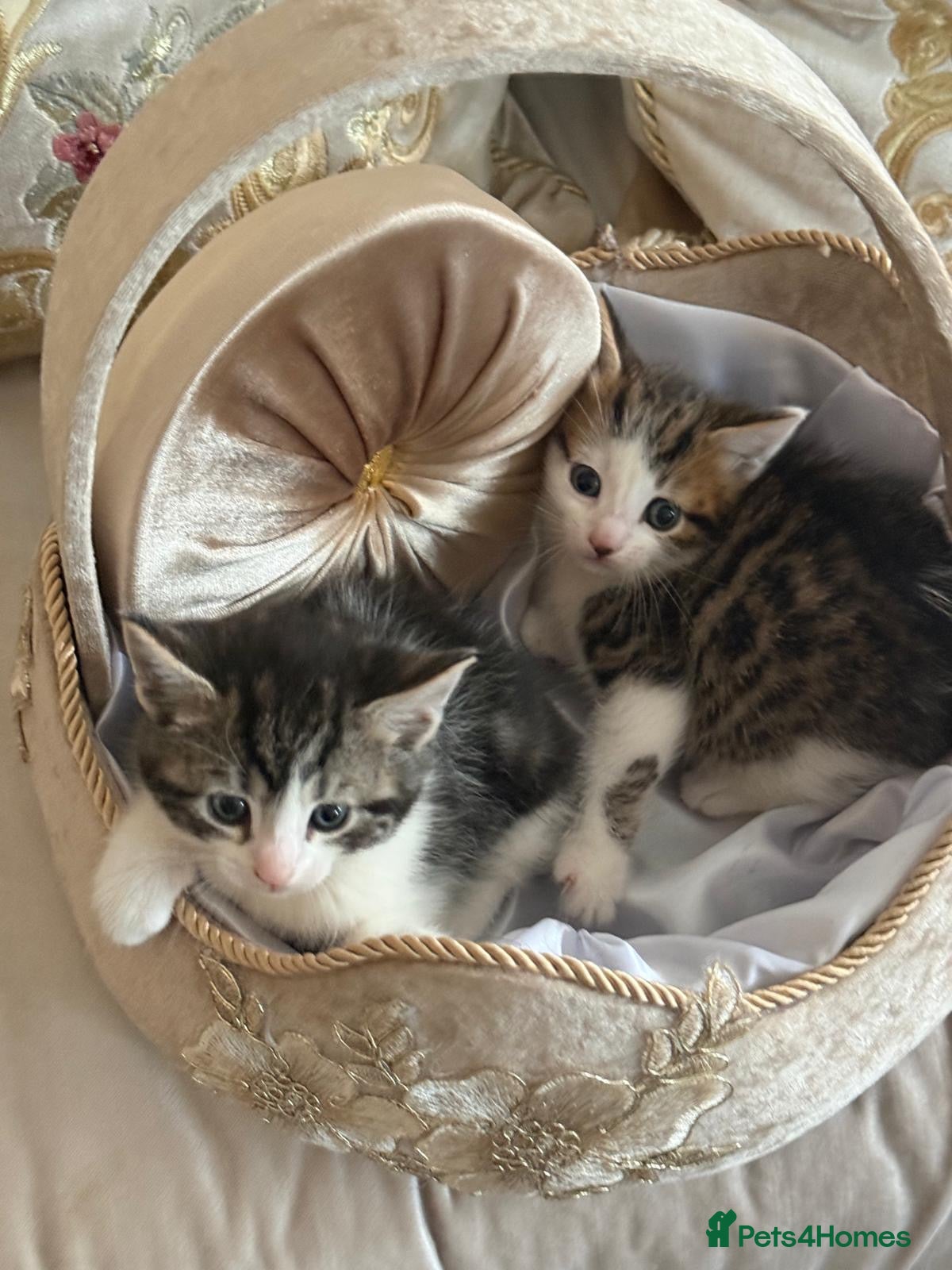 Mixed Breed cats Mixed breed kittens  - Advert 1
