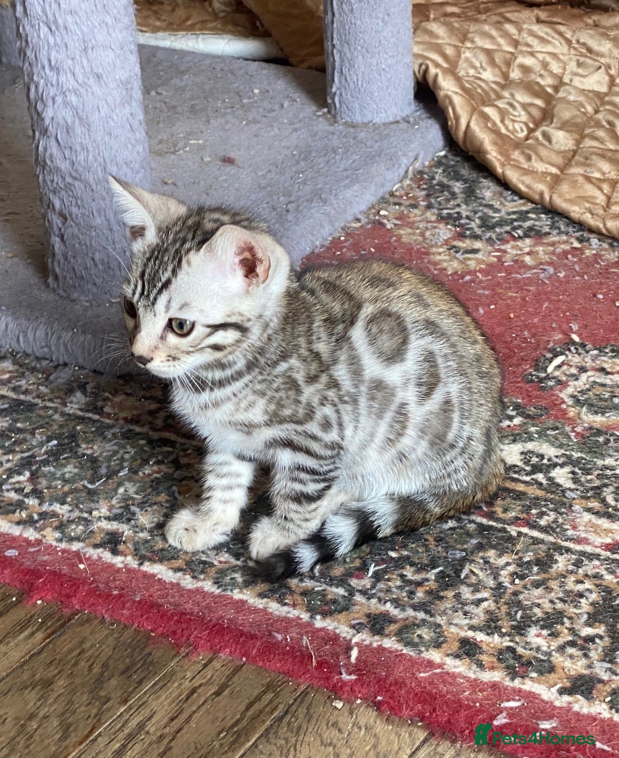 Bengal cats  Stunning Full Pedigree Rosetted Bengal Kittens - Advert 2