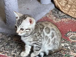 Bengal cats Stunning Full Pedigree Rosetted Bengal Kittens - Advert 2