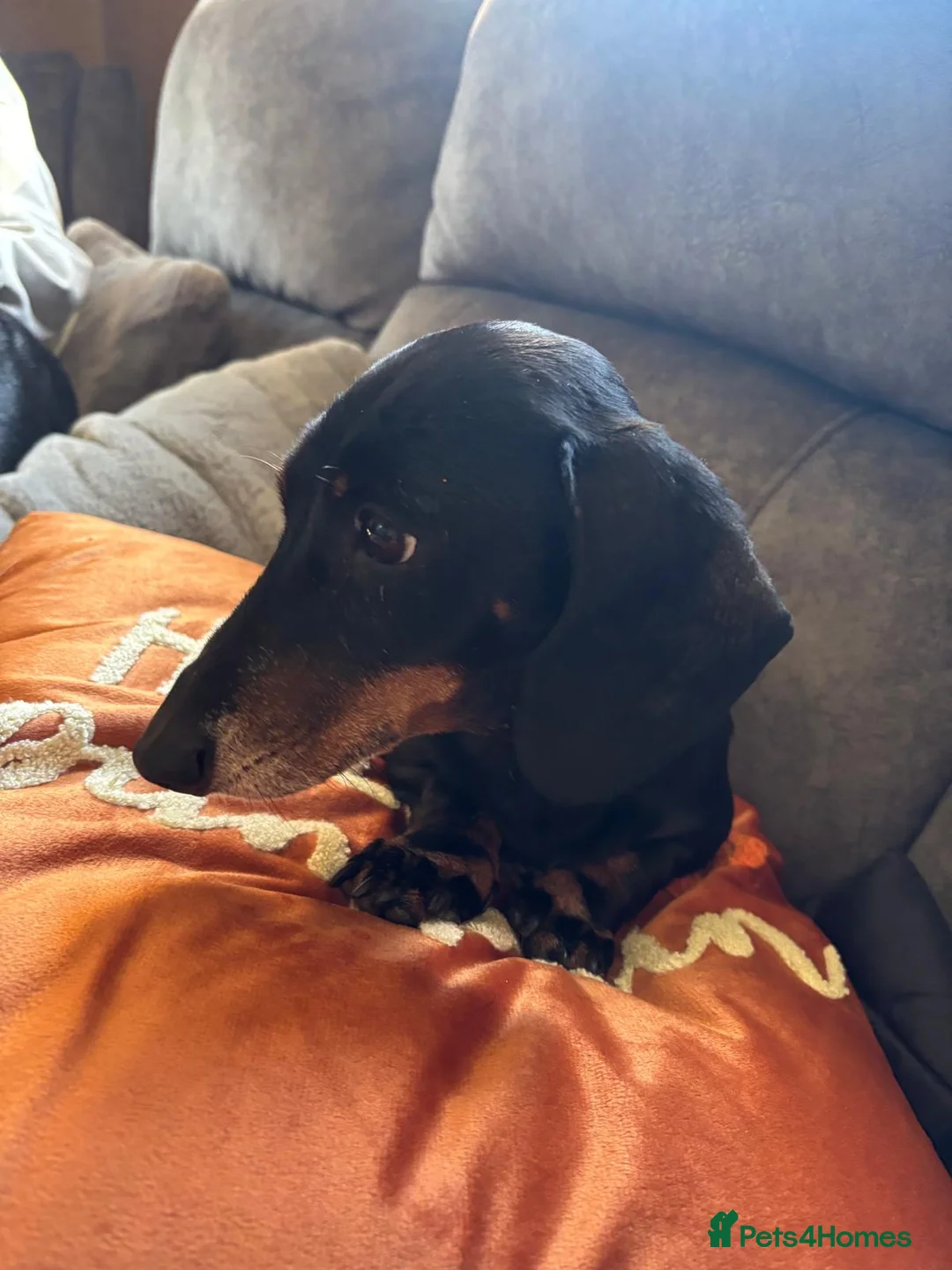 Mixed Breed dogs for sale: Dockers in Lowestoft - Advert 2