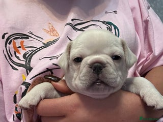 French Bulldog dogs French bulldog - Advert 5