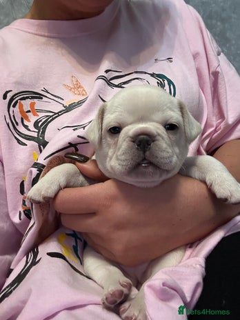 French Bulldog dogs French bulldog - Advert 2