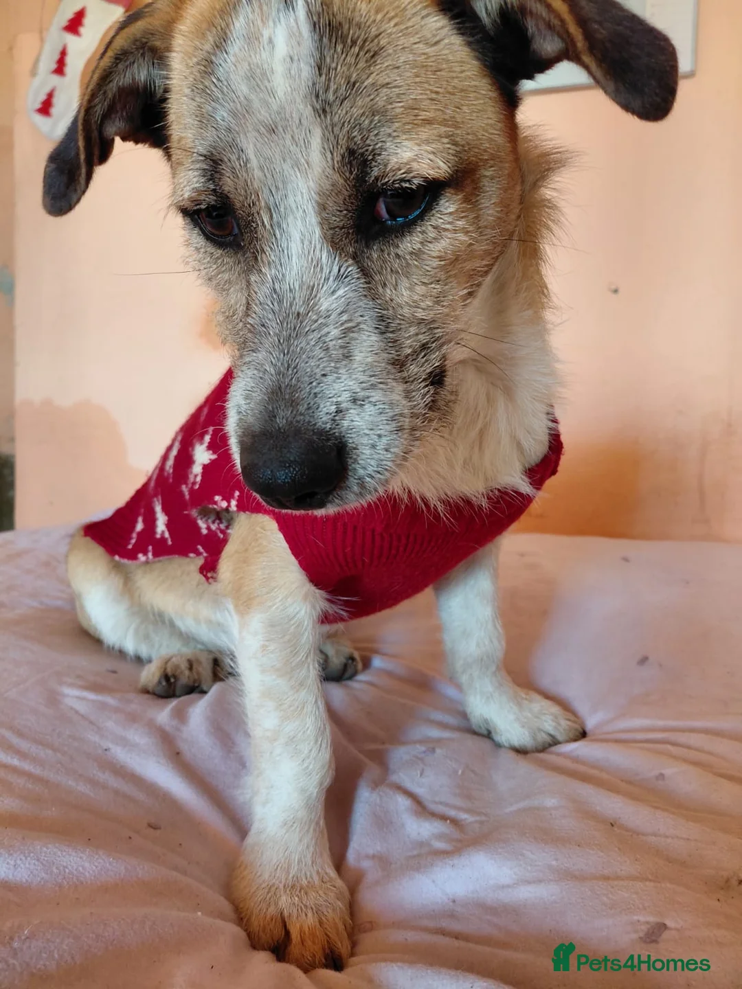Mixed Breed dogs for adoption: 💖 Meet JESSICA 💖 - a story of Strength and Love - Advert 11