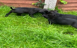 Patterdale Terrier dogs for sale: Patterdale terrier pups  - Image 17