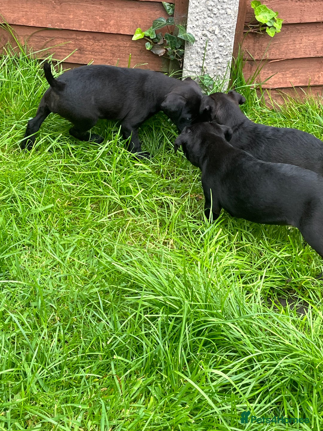 Patterdale Terrier dogs for sale: Patterdale terrier pups  - Image 17