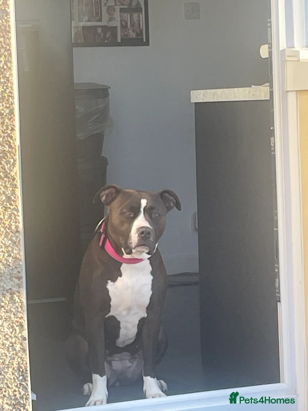 Mixed Breed dogs for sale: Rehoming rio - Advert 4