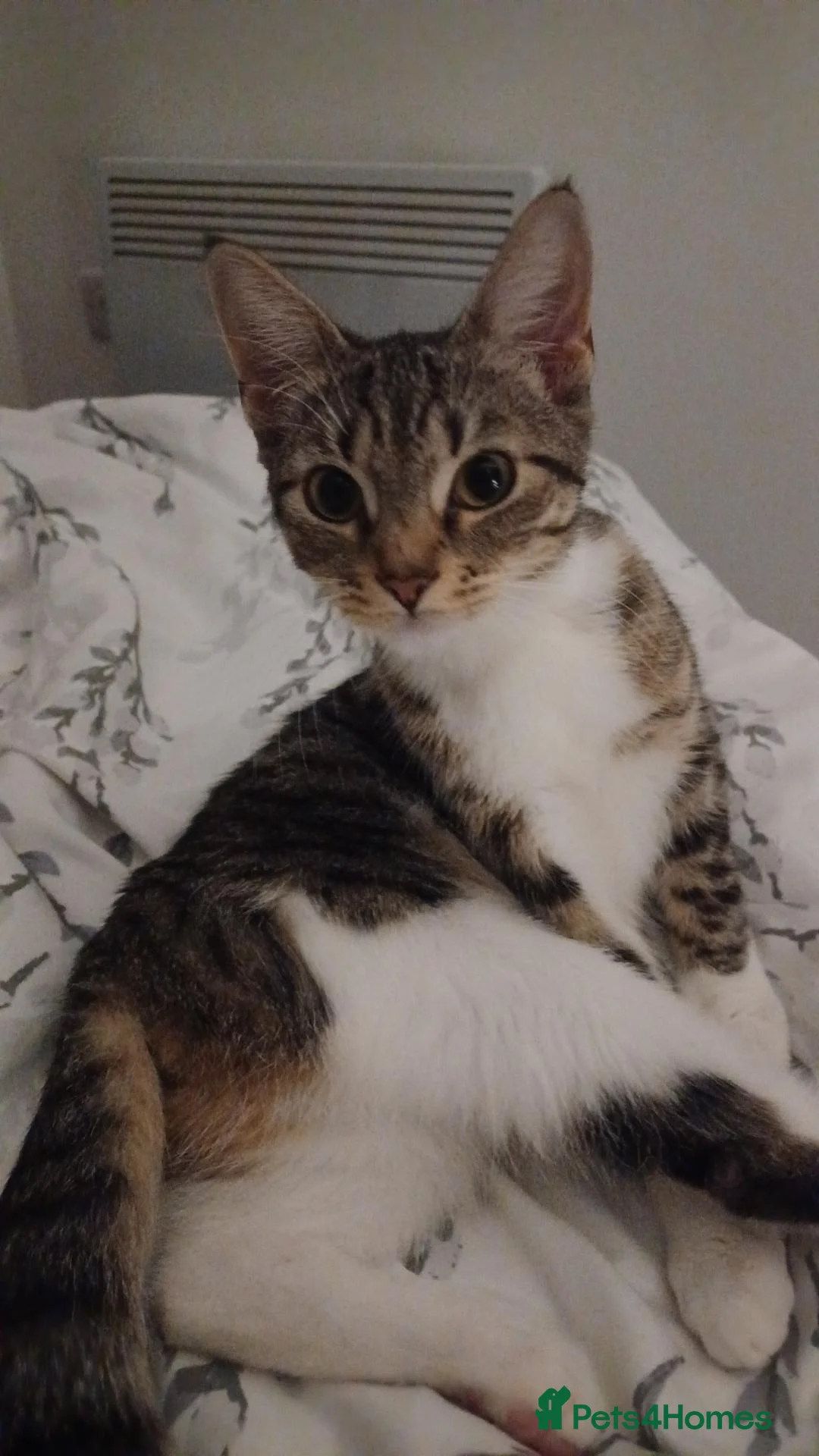 British Shorthair cats for sale: Tabby kitten  - Advert 4