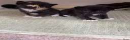 British Shorthair cats for sale: 🐾 6 Adorable Kittens Looking for Loving  Homes  - Advert 6