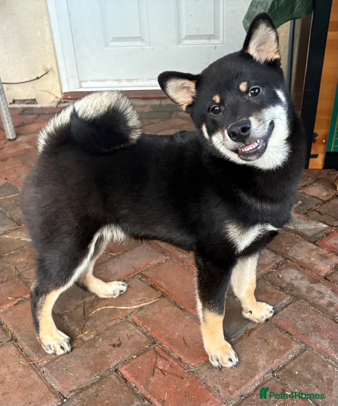 Japanese Shiba Inu dogs for sale: Multi champion Japanese Shiba Inu’s - Advert 9