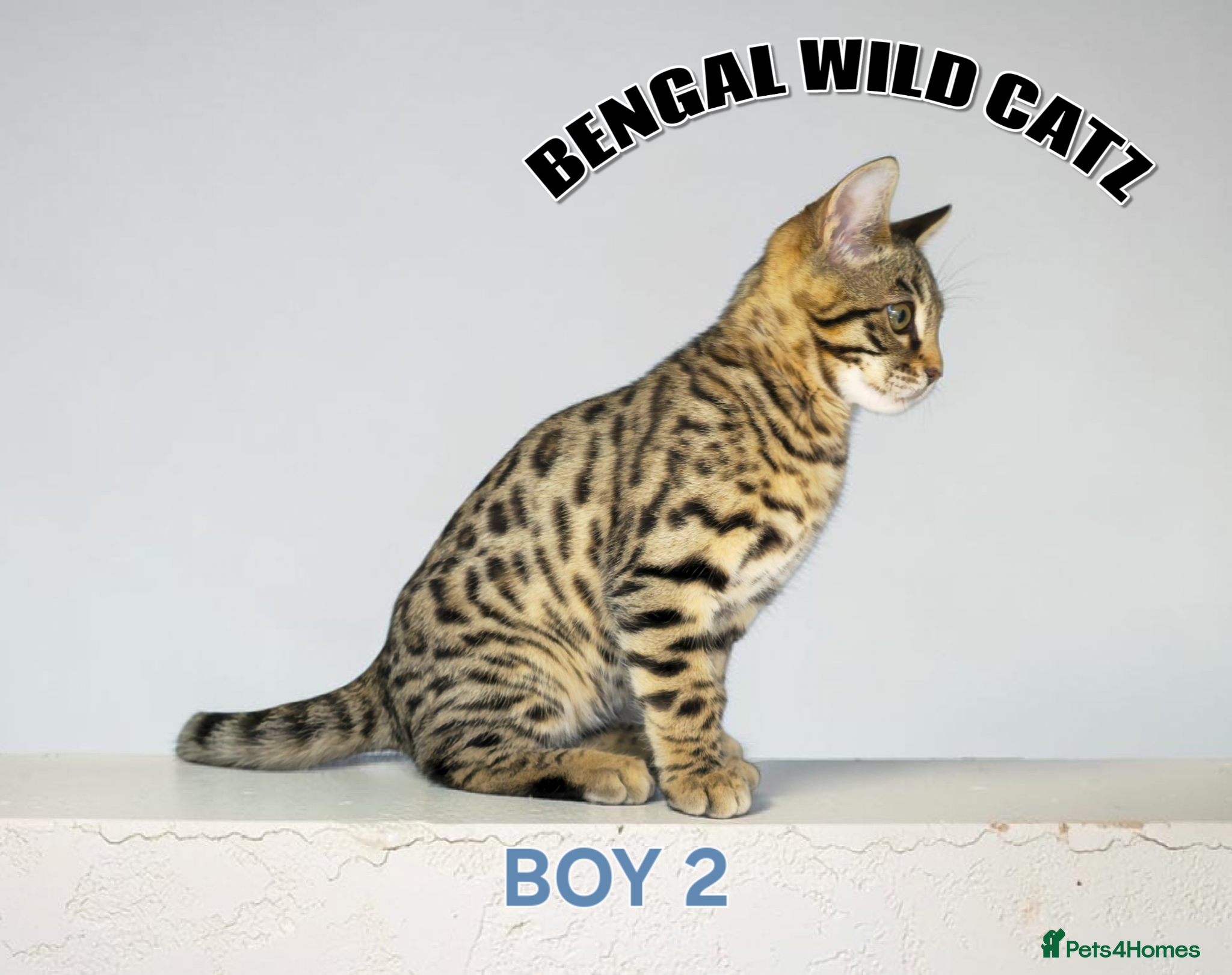 Bengal cats for sale: 4 bengal boys ready to leave now - Advert 12