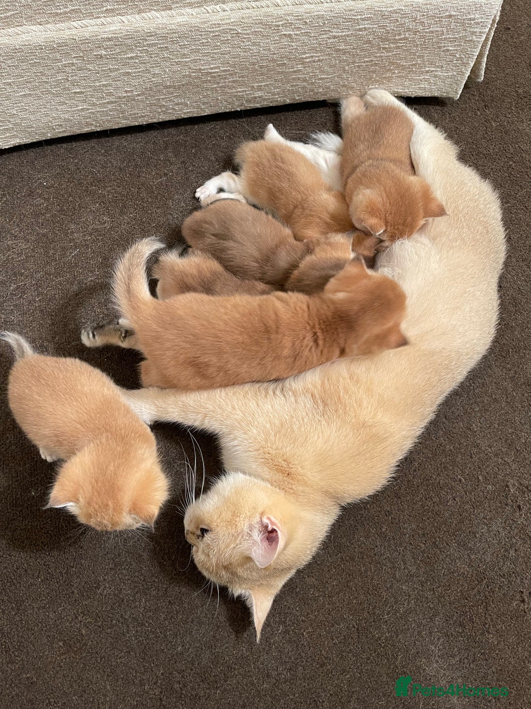 Scottish Fold cats for stud: GOLD CHINCHILLA SCOTTISH STRAIGHT PEDIGREE. STUD in London - Advert 9