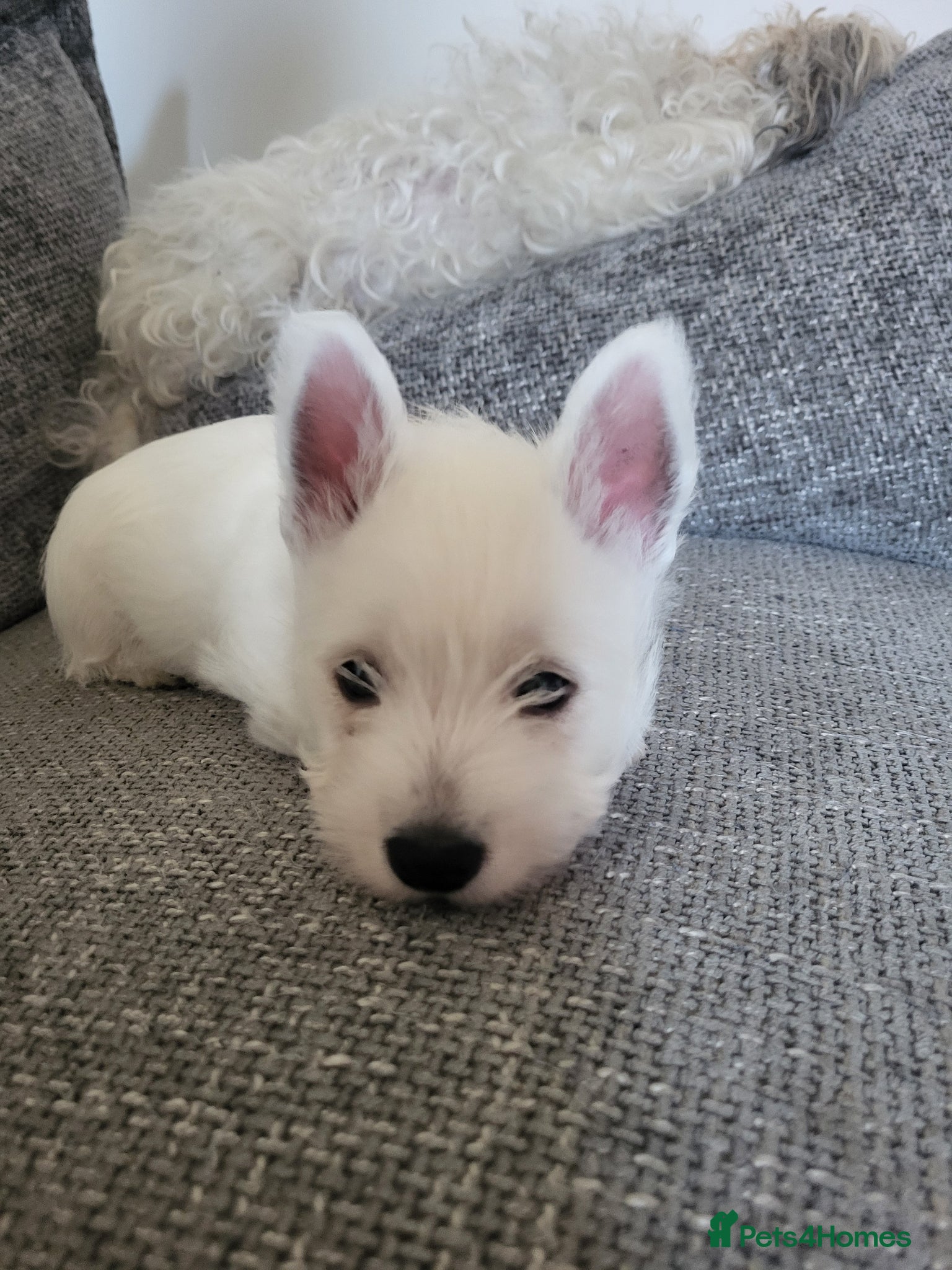 West Highland Terrier dogs ***ONLY ONE BOY LEFT** - Advert 7
