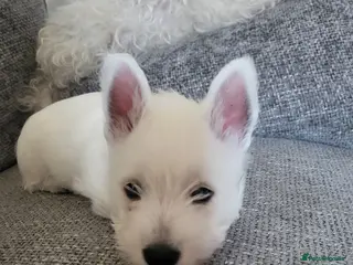 West Highland Terrier dogs ***ONLY ONE BOY LEFT** - Advert 7