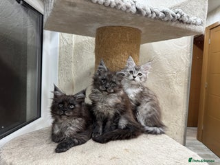 Maine Coon cats Maine coon girl - Advert 3