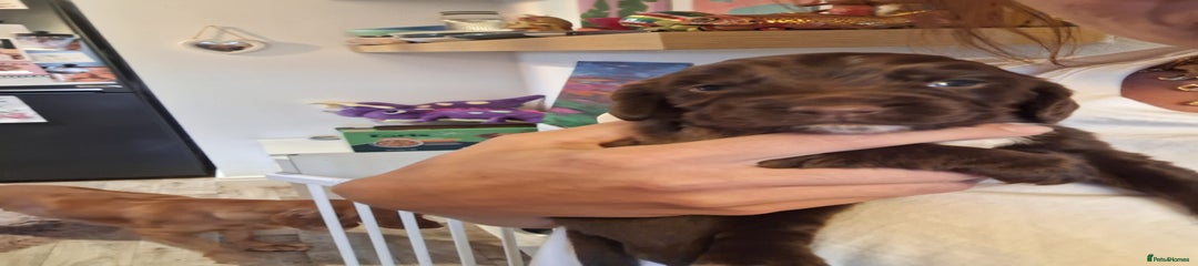 Sprocker Puppy 5