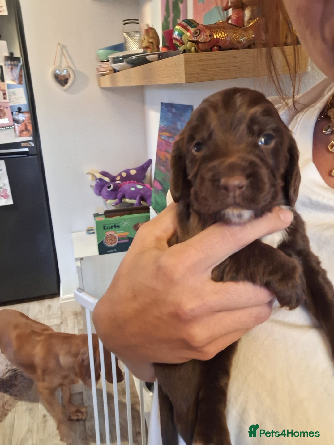 Sprocker dogs for sale: Beautiful Sprocker Spaniel Puppies  - Image 11