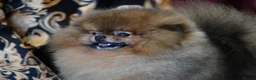 Pomeranian dogs for sale: Champion Sired 4 Month Old Puppy Girl - Advert 4