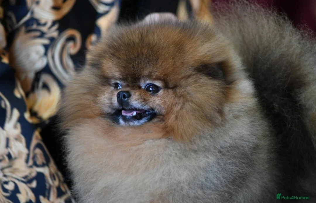 Pomeranian dogs for sale: Champion Sired 4 Month Old Puppy Girl - Advert 4