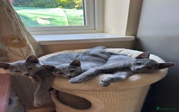 Russian Blue cats for sale: Gorgeous Russian Blue Kittens - Image 2