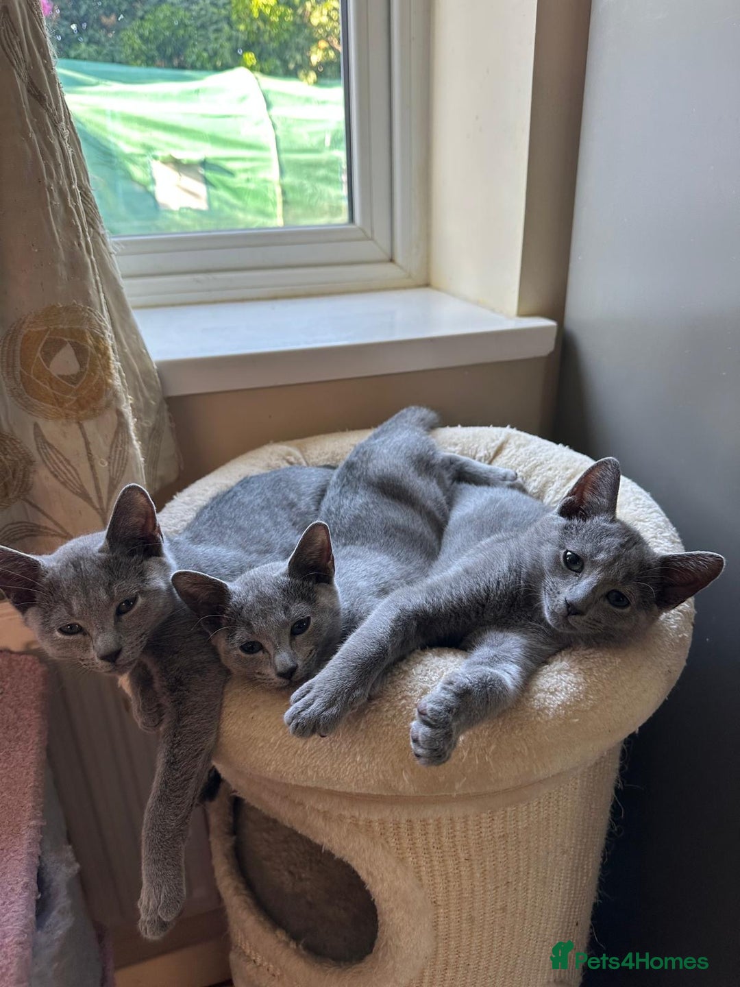 Russian Blue cats for sale: Gorgeous Russian Blue Kittens - Image 2