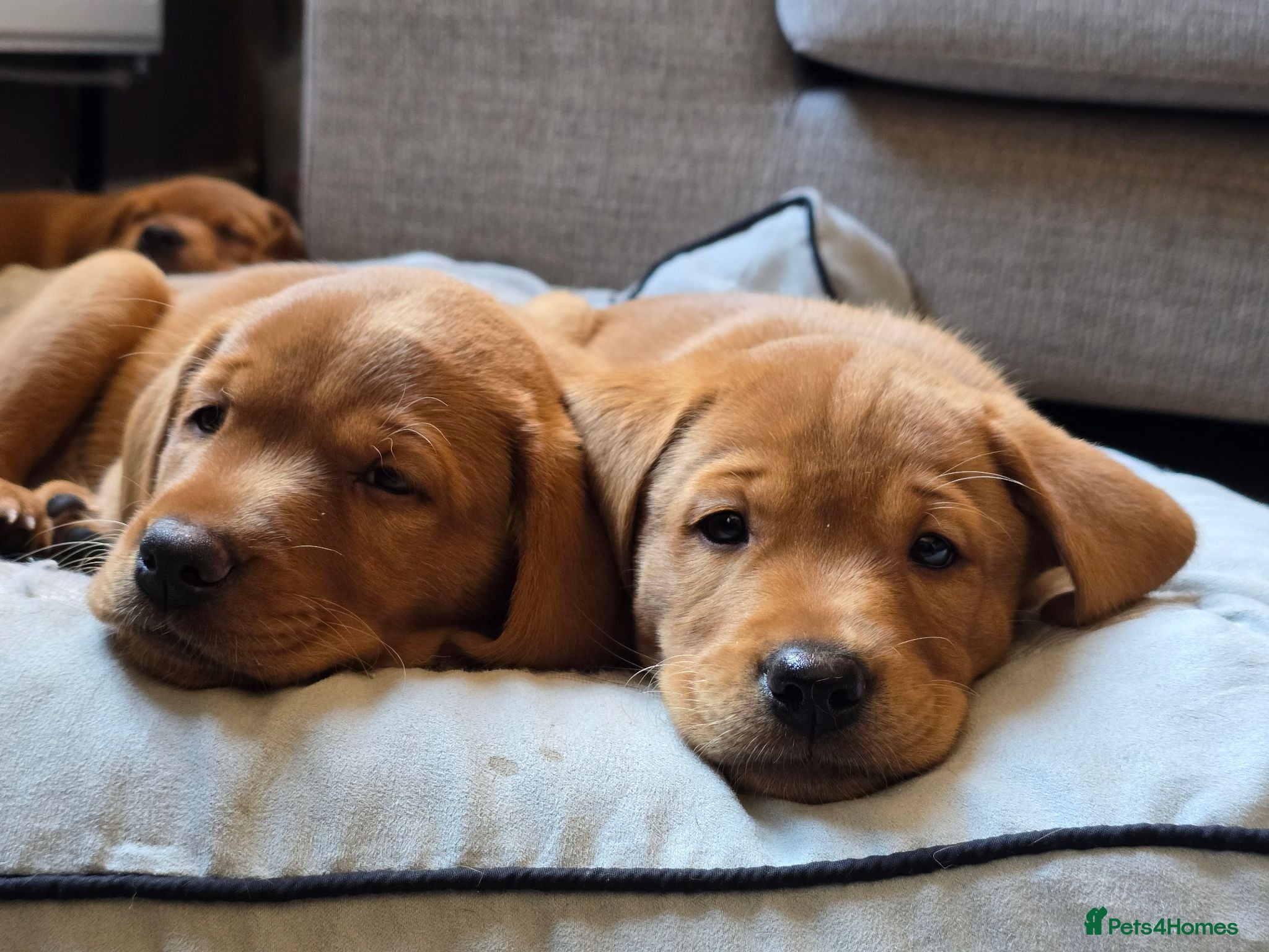 Labrador Retriever dogs KC Reg Fox Red Labrador Puppy - Advert 9