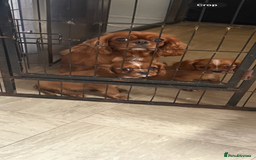 Cavalier King Charles Spaniel dogs for sale: DNA clear cavalier puppies ready now  - Image 10