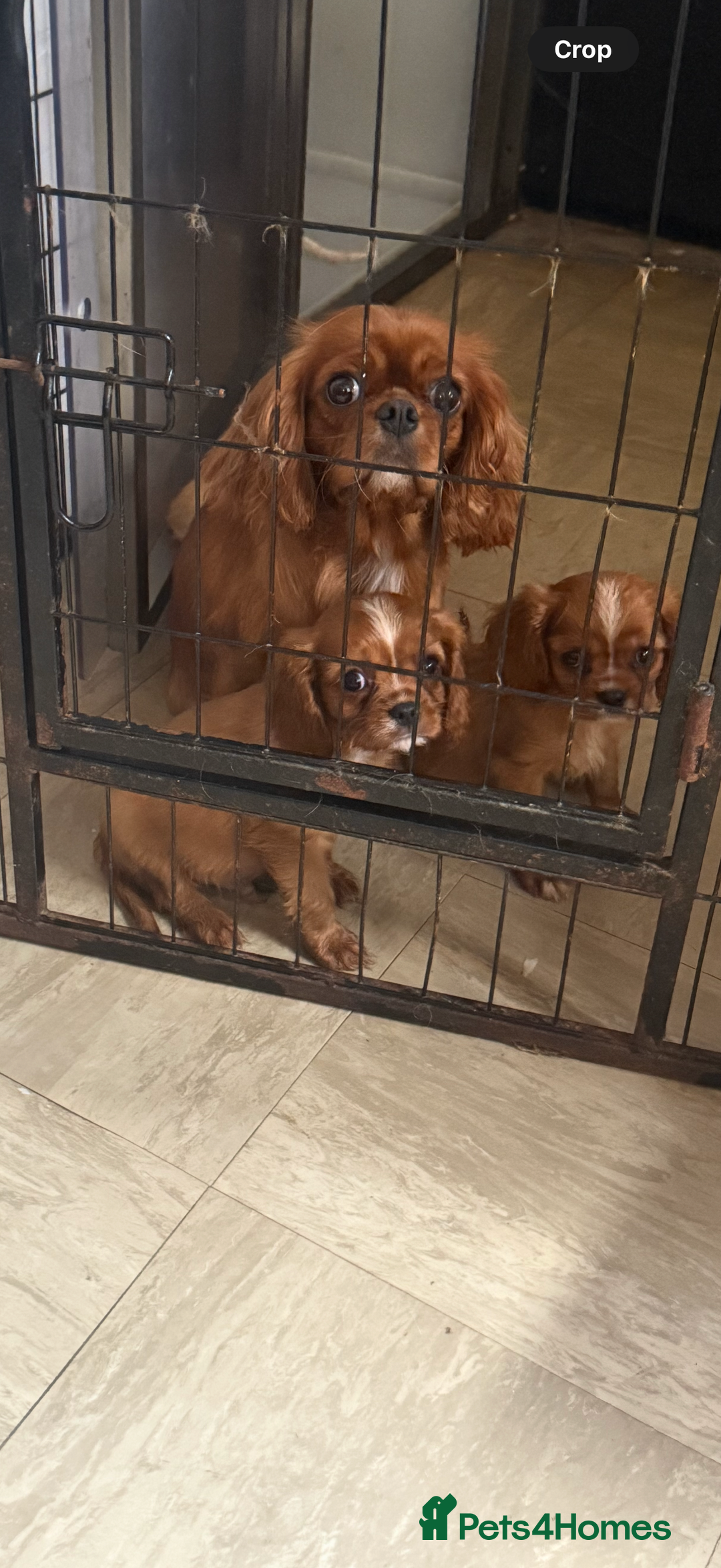 Cavalier King Charles Spaniel dogs for sale: DNA clear cavalier puppies ready now  - Image 10