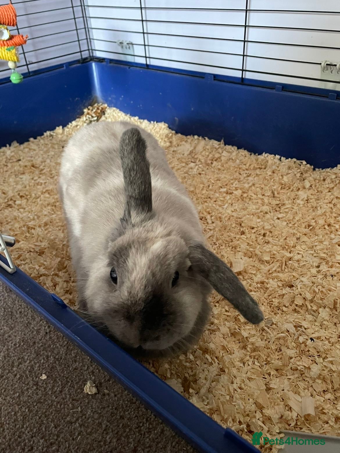 Mixed Breed rabbits Free to a good home  - Advert 1