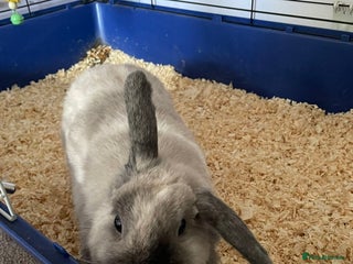 Mixed Breed rabbits Free to a good home - Advert 2