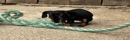 Miniature Dachshund dogs for sale: Miniature dachshunds - Advert 4