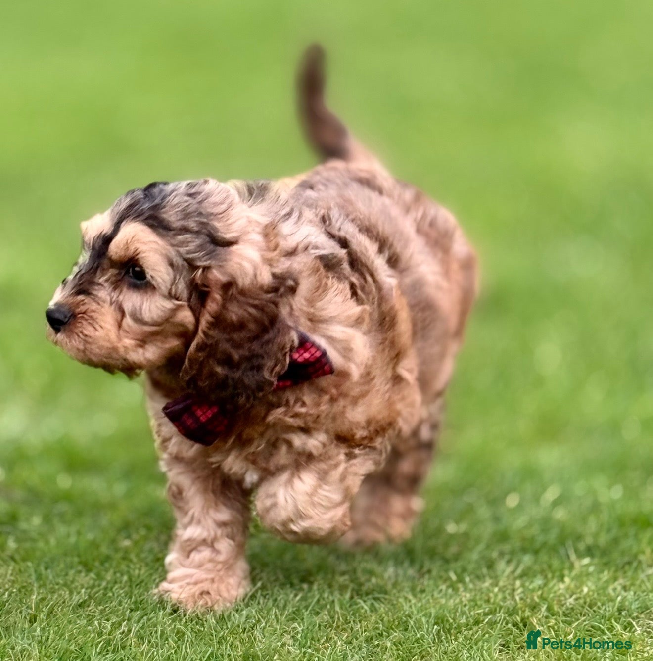 Cockapoo dogs Cockapoo - Advert 1