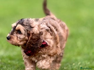 Cockapoo dogs Cockapoo - Advert 1