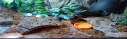Gecko reptiles for sale: African fat tail gecko plus full set up in Poole - Advert 5