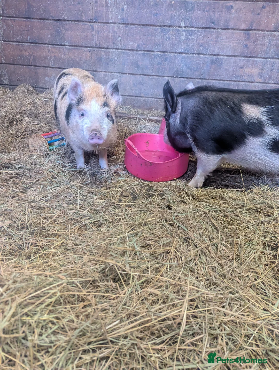 Pig livestock for sale: 2 female pigs looking for a new home - Advert 2