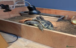 Hermann Tortoise reptiles for sale: 6-year-old Herman Tortoise  - Image 3