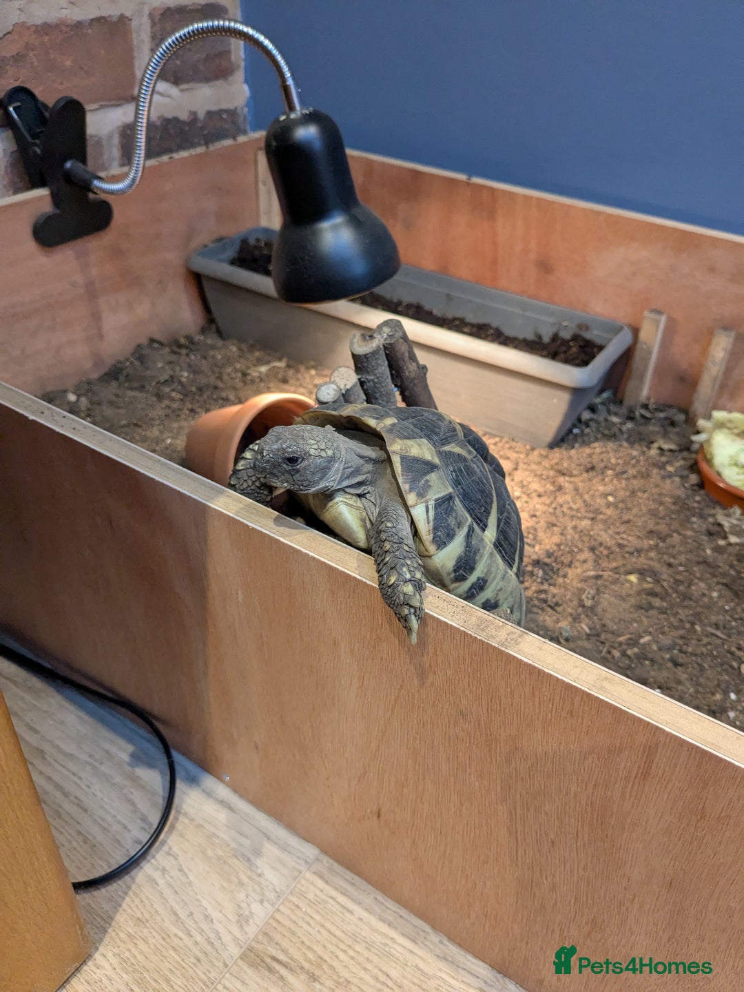 Hermann Tortoise reptiles for sale: 6-year-old Herman Tortoise  - Image 3