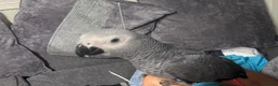 Parakeets birds for sale: African Grey Baby Hand-Reared with Cage - Advert 7