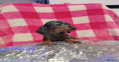 Miniature Dachshund dogs 1 last silver dapple girl 👧  - Advert 4