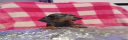 Miniature Dachshund dogs for sale: 1 last silver dapple girl 👧  - Advert 1
