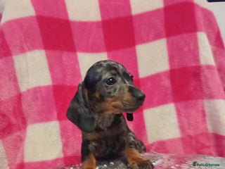Miniature Dachshund dogs 1 last silver dapple girl 👧 - Advert 15