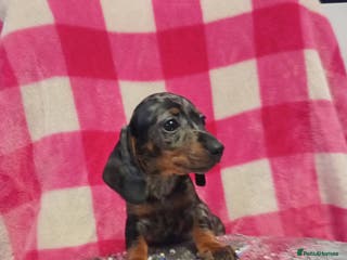 Miniature Dachshund dogs 1 last silver dapple girl 👧 - Advert 16