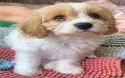 Cavachon dogs for sale: Cavachon puppies  - Image 3