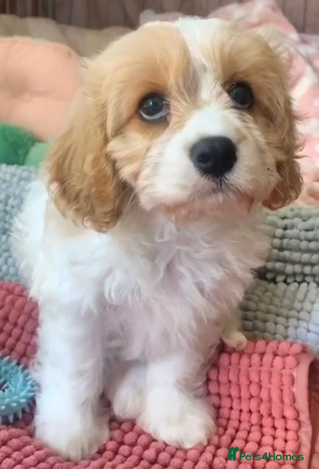 Cavachon dogs for sale: Cavachon puppies  - Image 3