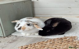 Mixed Breed rabbits for sale: Bonded Pair for rehome - Image 3