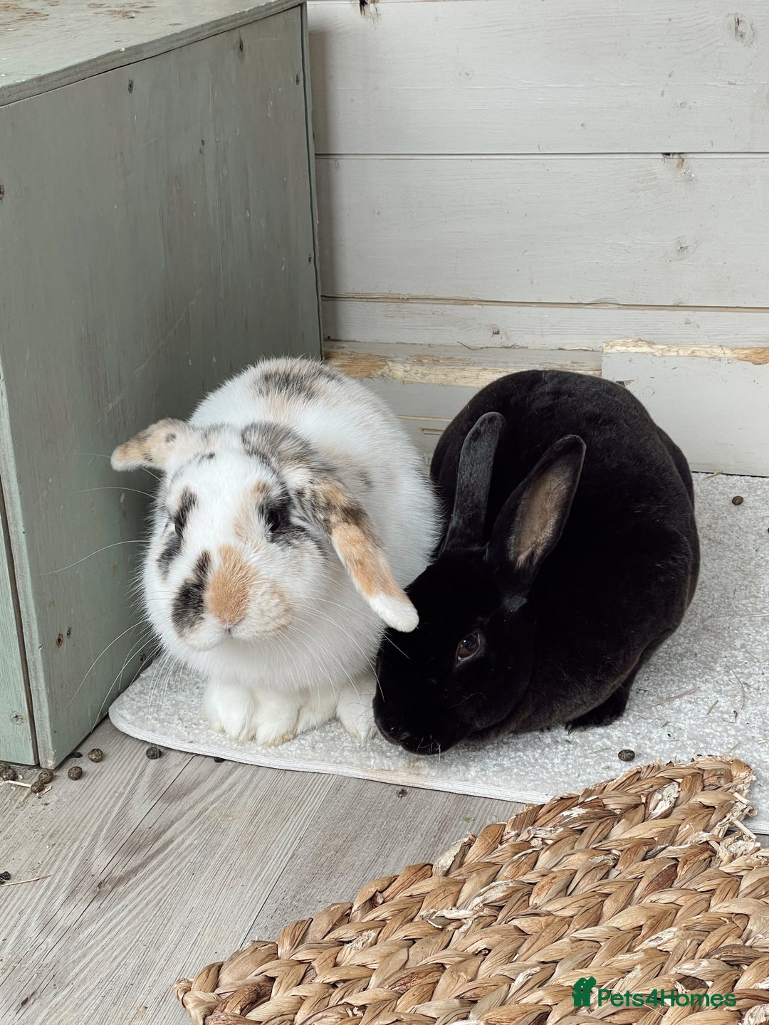 Mixed Breed rabbits for sale: Bonded Pair for rehome - Image 3