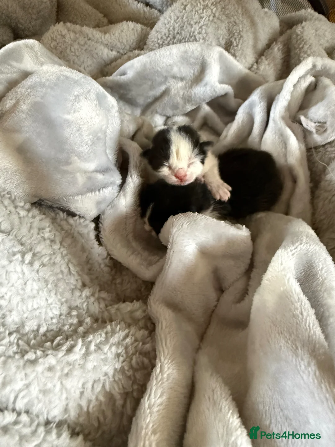 Mixed Breed cats for sale: 2 Beautiful Ragdoll Cross Kittens Ready Soon in Preston - Advert 2