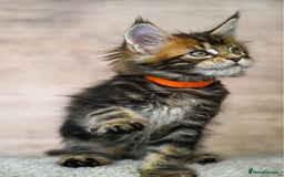 Maine Coon cats for sale: 🥇 5 Generation Pedigree - TICA registered  🌟 - Advert 12