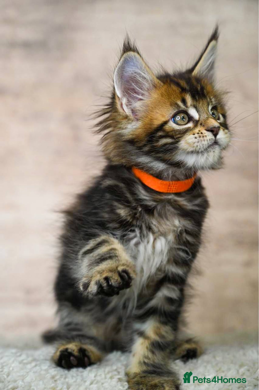 Maine Coon cats for sale: 🥇 5 Generation Pedigree - TICA registered  🌟 - Advert 12